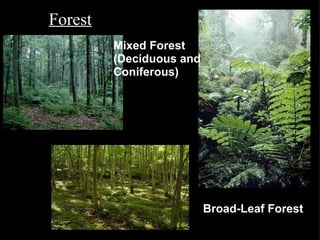 Forest Mixed Forest (Deciduous and Coniferous) Broad-Leaf Forest 
