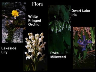 Flora Lakeside Lily White Fringed Orchid Poke Milkweed Dwarf Lake Iris 