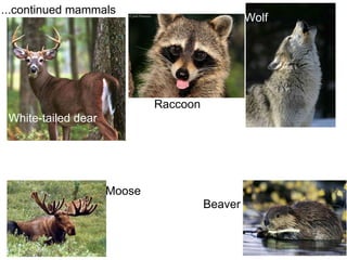 ...continued mammals White-tailed dear Raccoon Wolf Moose Beaver 