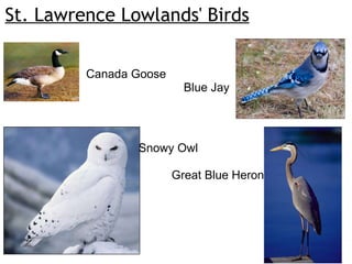 St. Lawrence Lowlands' Birds Canada Goose Blue Jay Snowy Owl   Great Blue Heron 