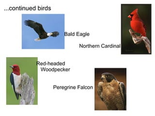 ...continued birds Bald Eagle   Northern Cardinal Red-headed           Woodpecker     Peregrine Falcon  