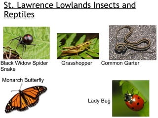 St. Lawrence Lowlands Insects and Reptiles Black Widow Spider         Grasshopper      Common Garter Snake Monarch Butterfly Lady Bug 