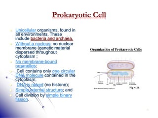 10
Prokaryotic Cell
 Unicellular organisms, found in
all environments. These
include bacteria and archaea.
 Without a nucleus; no nuclear
membrane (genetic material
dispersed throughout
cytoplasm ;
 No membrane-bound
organelles;
 Cell contains only one circular
DNA molecule contained in the
cytoplasm;
 DNA is naked (no histone);
 Simple internal structure; and
 Cell division by simple binary
fission.
 