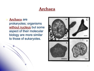 11
Archaea
 Archaea are
prokaryotes; organisms
without nucleus but some
aspect of their molecular
biology are more similar
to those of eukaryotes.
 