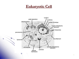 15
Eukaryotic Cell
 