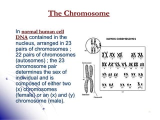 18
In normal human cell
DNA contained in the
nucleus, arranged in 23
pairs of chromosomes ;
22 pairs of chromosomes
(autosomes) ; the 23
chromosome pair
determines the sex of
individual and is
composed of either two
(x) chromosomes
(female) or an (x) and (y)
chromosome (male).
The Chromosome
 