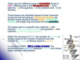 22
 There are four different types of nucleotides found in
DNA, differing only in the nitrogenous base: A is for
adenine; G is for guanine; C is for cytosine and T is for
thymine.
 These bases are classified based on their chemical
structures into two groups: adenine and guanine are
double ringed structure termed purine , thymine and
cytosine are single ring structures termed pyrimidine.
 The bases pair in a specific way: Adenine A with
thymine T (two hydrogen bonds) and guanine G with
cytosine C (three hydrogen bonds).
 Within the structure of DNA, the number of thymine is
always equal to the number of adenine and the
number of cytosine is always equal to guanine.
 In contrast to DNA; RNA is a single stranded, the
pyrimidine base uracil (U) replaces thymine and ribose
sugar replaces deoxyribose.
 