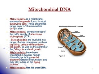 28
Mitochondrial DNA
 Mitochondria is a membrane-
enclosed organelle found in most
eukaryotic cells.These organelles
range from 1–10 micrometers
(μm) in size.
 Mitochondria generate most of
the cell's supply of adenosine
triphosphate (ATP).
 Mitochondria are involved in a
range of other processes, such as
signaling, cellular differentiation,
cell death, as well as the control of
the cell cycle and cell growth.
 Mitochondria have been
implicated in several human
diseases, including mental
disorders,cardiac dysfunction,[and
may play a role in the aging
process.
 Mitochondria has its own DNA.
 