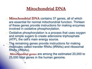 29
Mitochondrial DNA
 Mitochondrial DNA contains 37 genes, all of which
are essential for normal mitochondrial function. Thirteen
of these genes provide instructions for making enzymes
involved in oxidative phosphorylation.
 Oxidative phosphorylation is a process that uses oxygen
and simple sugars to create adenosine triphosphate
(ATP), the cell's main energy source.
 The remaining genes provide instructions for making
molecules called transfer RNAs (tRNAs) and ribosomal
RNAs (rRNAs).
 Mitochondrial genes are among the estimated 20,000 to
25,000 total genes in the human genome.
 