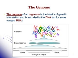 3
The Genome
 The genome of an organism is the totality of genetic
information and is encoded in the DNA (or, for some
viruses, RNA).
commons.wikimedia.org
/
wiki/Image:Genome.jpg
 