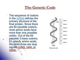 32
The Genetic Code
 The sequence of codons
in the mRNA defines the
primary structure of the
final protein. Since there
are 64 possible codons,
most amino acids have
more than one possible
codon. Out of the 64
possible 3-base codons,
61 specify amino acids;
the other three are stop
signals (UAG, UAA, or
UGA).
 