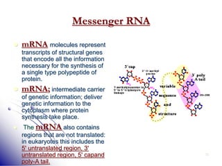 35
Messenger RNA
 mRNA molecules represent
transcripts of structural genes
that encode all the information
necessary for the synthesis of
a single type polypeptide of
protein.
 mRNA; intermediate carrier
of genetic information; deliver
genetic information to the
cytoplasm where protein
synthesis take place.
 The mRNA also contains
regions that are not translated:
in eukaryotes this includes the
5' untranslated region, 3'
untranslated region, 5' capand
poly-A tail.
 