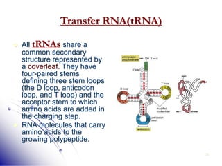 36
Transfer RNA(tRNA)
 All tRNAs share a
common secondary
structure represented by
a coverleaf. They have
four-paired stems
defining three stem loops
(the D loop, anticodon
loop, and T loop) and the
acceptor stem to which
amino acids are added in
the charging step.
 RNA molecules that carry
amino acids to the
growing polypeptide.
 