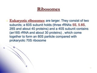 39
Ribosomes
 Eukaryotic ribosomes are larger. They consist of two
subunits; a 60S subunit holds (three rRNAs 5S, 5.8S,
28S and about 40 proteins) and a 40S subunit contains
(an18S rRNA and about 30 proteins) , which come
together to form an 80S particle compared with
prokaryotic 70S ribosome
 