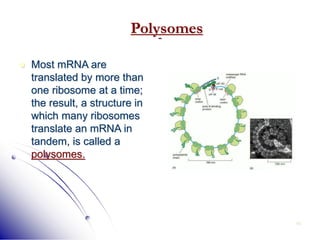 40
 Most mRNA are
translated by more than
one ribosome at a time;
the result, a structure in
which many ribosomes
translate an mRNA in
tandem, is called a
polysomes.
Polysomes
 