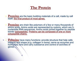 41
The Protein
 Proteins are the basic building materials of a cell, made by cell
itself; the final product of most genes.
 Proteins are chain like polymers of a few or many thousands of
amino acids. Amino acids are represented by codons, which are 3-
nucleotide RNA sequences. Amino acids joined together by peptide
bonds (polypeptide). Proteins can be composed of one or more
polypeptide chains.
 Proteins have many functions: provide structure that help cells
integrity and shape (e.g. collagen in bone); serve as enzymes and
hormones; bind and carry substance and control of activities of
genes….
 