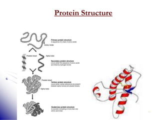 43
Protein Structure
 
