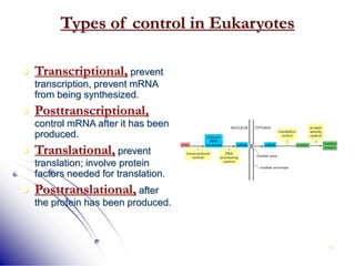 45
Types of control in Eukaryotes
 Transcriptional, prevent
transcription, prevent mRNA
from being synthesized.
 Posttranscriptional,
control mRNA after it has been
produced.
 Translational, prevent
translation; involve protein
factors needed for translation.
 Posttranslational, after
the protein has been produced.
 
