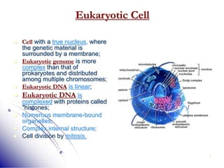 9
Eukaryotic Cell
 Cell with a true nucleus, where
the genetic material is
surrounded by a membrane;
 Eukaryotic genome is more
complex than that of
prokaryotes and distributed
among multiple chromosomes;
 Eukaryotic DNA is linear;
 Eukaryotic DNA is
complexed with proteins called
"histones;
 Numerous membrane-bound
organelles;
 Complex internal structure;
 Cell division by mitosis.
 