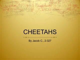 CHEETAHS
By Jacob C., 2-327
 