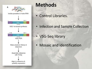 Methods
• Control Libraries.
• Infection and Sample Collection
• VSG-Seq library
• Mosaic and identification
 