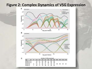 Figure 2: Complex Dynamics of VSG Expression
 