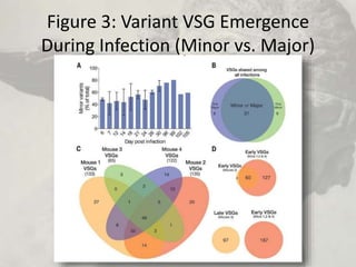 Figure 3: Variant VSG Emergence
During Infection (Minor vs. Major)
 