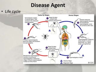 Disease Agent
• Life cycle
 
