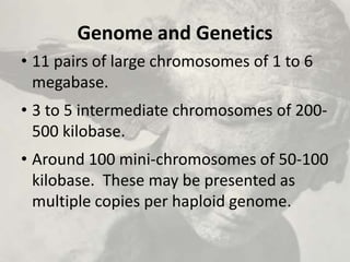 Genome and Genetics
• 11 pairs of large chromosomes of 1 to 6
megabase.
• 3 to 5 intermediate chromosomes of 200-
500 kilobase.
• Around 100 mini-chromosomes of 50-100
kilobase. These may be presented as
multiple copies per haploid genome.
 