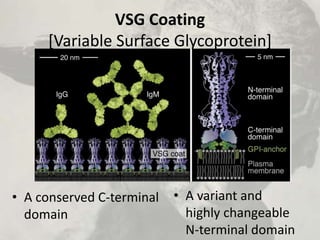 VSG Coating
[Variable Surface Glycoprotein]
• A conserved C-terminal
domain
• A variant and
highly changeable
N-terminal domain
 