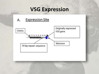 VSG Expression
 