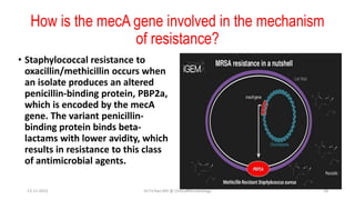 How is the mecA gene involved in the mechanism
of resistance?
• Staphylococcal resistance to
oxacillin/methicillin occurs when
an isolate produces an altered
penicillin-binding protein, PBP2a,
which is encoded by the mecA
gene. The variant penicillin-
binding protein binds beta-
lactams with lower avidity, which
results in resistance to this class
of antimicrobial agents.
13-11-2023 Dr.T.V.Rao MD @ ClinicalMicrobiology 18
 