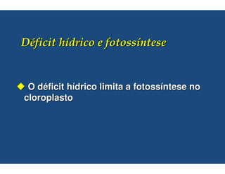 O déficit hídrico limita a fotossíntese no
cloroplasto
 