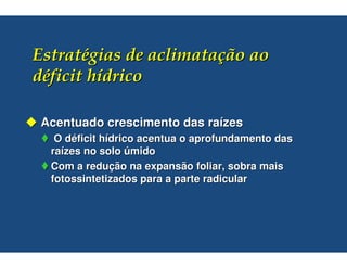 Acentuado crescimento das raízes
  O déficit hídrico acentua o aprofundamento das
 raízes no solo úmido
 Com a redução na expansão foliar, sobra mais
 fotossintetizados para a parte radicular
 