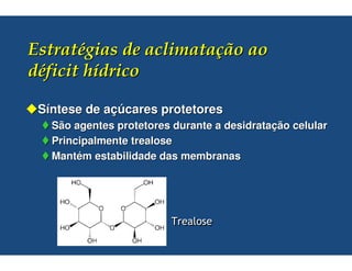 Síntese de açúcares protetores
  São agentes protetores durante a desidratação celular
  Principalmente trealose
  Mantém estabilidade das membranas
 