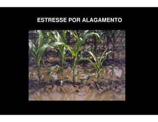 ESTRESSE POR ALAGAMENTO
 
