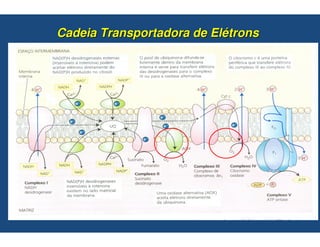 Cadeia Transportadora de Elétrons
 