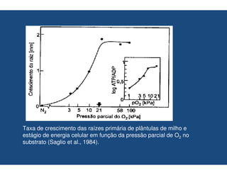 Taxa de crescimento das raízes primária de plântulas de milho e
estágio de energia celular em função da pressão parcial de O2 no
substrato (Saglio et al., 1984).
 