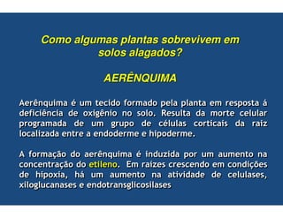 Como algumas plantas sobrevivem em
              solos alagados?

                     AERÊNQUIMA

     ( )  * )      %   ) %                         )                  ,
%        %   :                                %   )
     ) % %     )        %            *                     %          -
    - %          % % )    1           % )

      ) &' %         ( )       *    % -%          )    )
          &' %             )       2-          %  )            % &;
%   1   : 0 1,   )     )                   +% % %                     0
:                %
 
