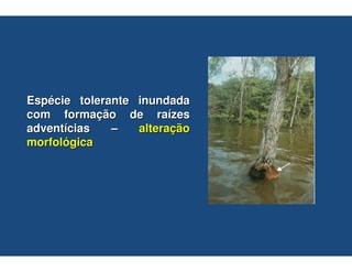 Espécie tolerante inundada
com formação de raízes
adventícias   –   alteração
morfológica
 