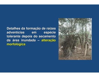 Detalhes da formação de raízes
adventícias     em     espécie
tolerante depois do secamento
da área inundada – alteração
morfológica
 