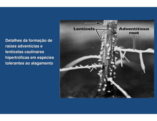 Detalhes da formação de
raízes adventícias e
lenticelas caulinares
hipertróficas em espécies
tolerantes ao alagamento
 
