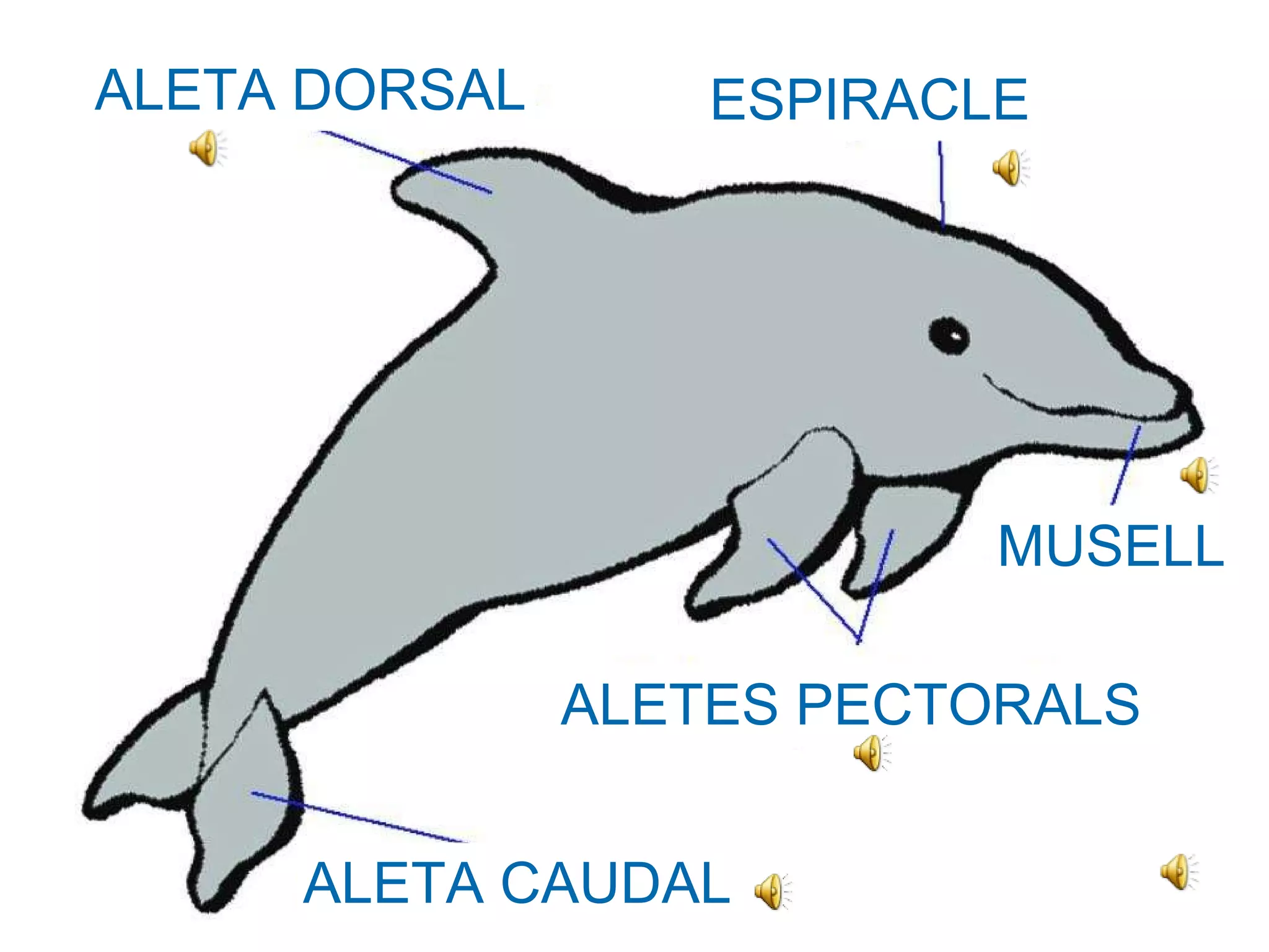 ALETA DORSAL ESPIRACLE MUSELL ALETES PECTORALS ALETA CAUDAL