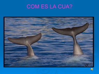 COM ES LA CUA? 
