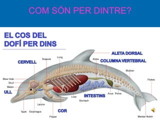 COM SÓN PER DINTRE? 