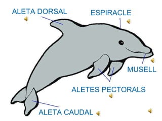 ALETA DORSAL ESPIRACLE MUSELL ALETES PECTORALS ALETA CAUDAL 