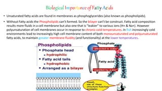 Biological Importance of Fatty Acids
• Unsaturated fatty acids are found in membranes as phosphoglycerides (also known as phospholipids).
• Without Fatty acids the Phospholipids can’t formed. So the bilayer can’t be construct. Fatty acid composition
results more fluids in a cell membrane but also one that is "leakier" to various ions (H+ & Na+). However
polyunsaturation of cell membranes occur in response to chronic cold temperatures. In fish increasingly cold
environments lead to increasingly high cell membrane content of both monounsaturated and polyunsaturated
fatty acids, to maintain greater membrane fluidity (and functionality) at the lower temperatures.
 