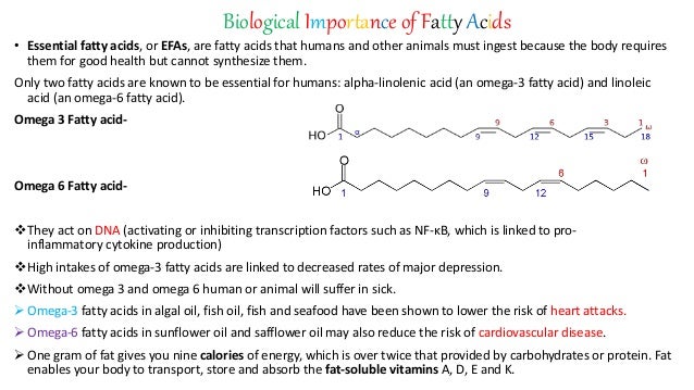 function of fatty acids