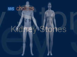 kidney function tests