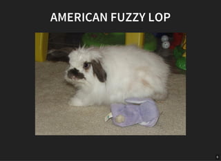8
AMERICAN FUZZY LOP
 